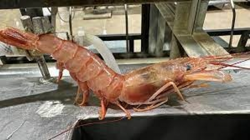 Aguilar, confirmó la prospección de langostino para la semana próxima
