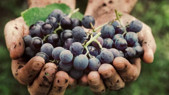 La producción de vino orgánico y sustentable creció un 34.000% en 10 años