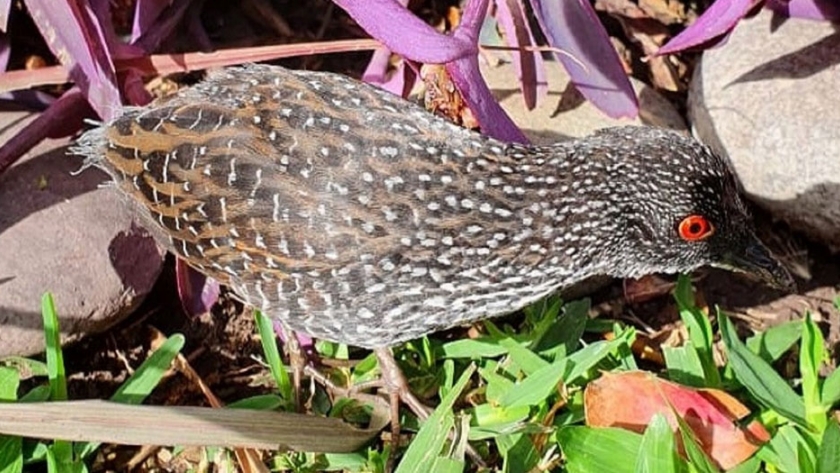 La provincia asesora ante aparición de animales silvestres en la ciudad