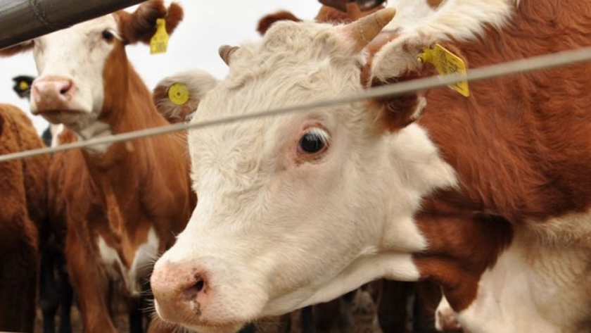 Uruguay podría producir menor volumen de ganado
