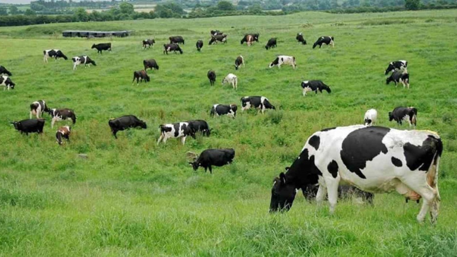 Chamical impulsa el desarrollo pecuario en los Llanos