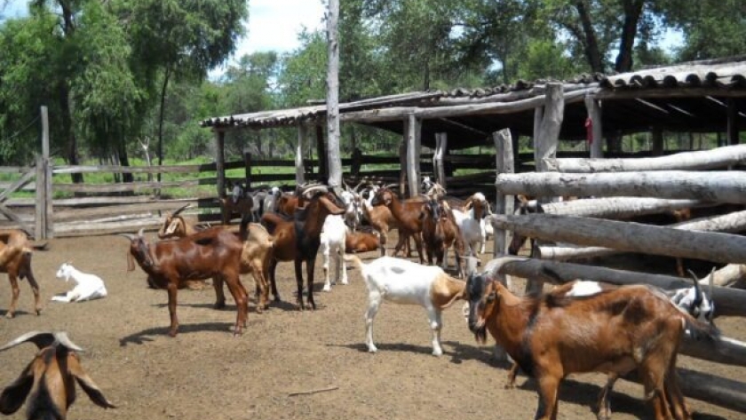 Se realizaron prácticas de gestación por imágenes en hembras ovinas y caprinas en el CEDEVA de Laguna Yema