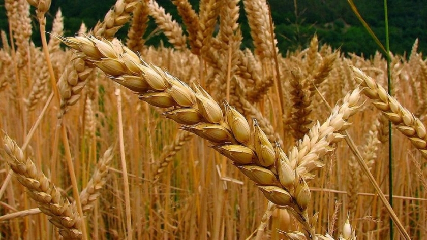 Récord exportador de trigo  y stocks comerciales con niveles máximos