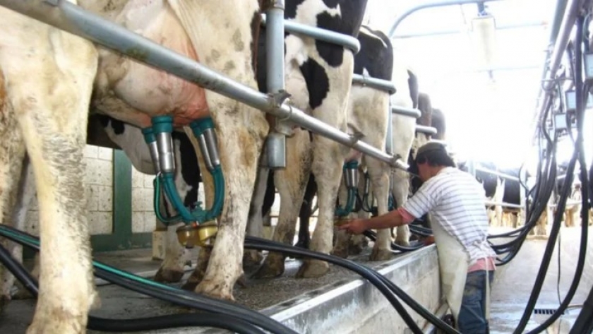 Se derrumba la producción de leche