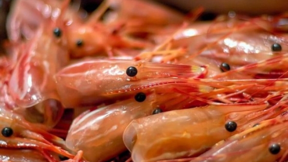 El negocio oculto del langostino: el residuo que puede transformar la matriz industrial pesquera