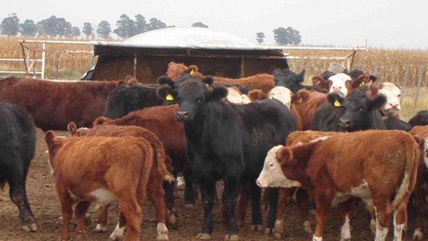 Uno de cada 4 empresarios ganaderos Crea prevé achicar el rodeo