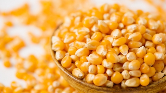 El maíz argentino desafía a Chicago y sostiene precios firmes pese a ventas atrasadas y mayor oferta en puerta