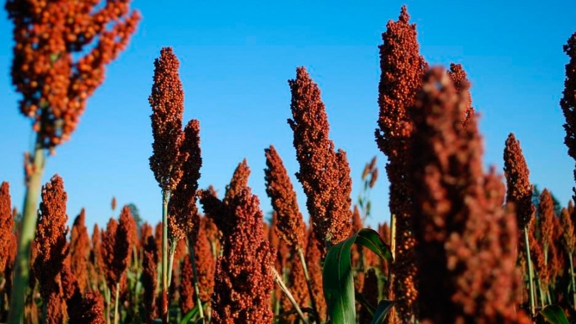 Destacan la rentabilidad que tendrán el maíz y el sorgo en la actual campaña