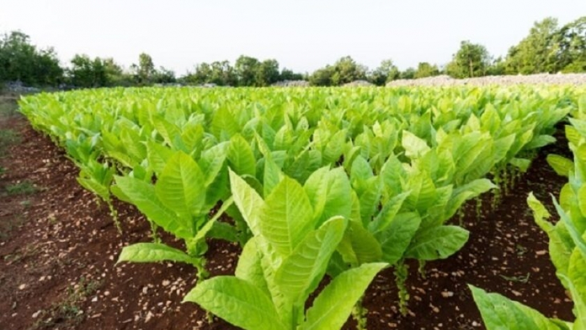 En el Ministerio del Agro y la Producción de Misiones valoraron el aumento del 44% en el precio acordado para el tabaco