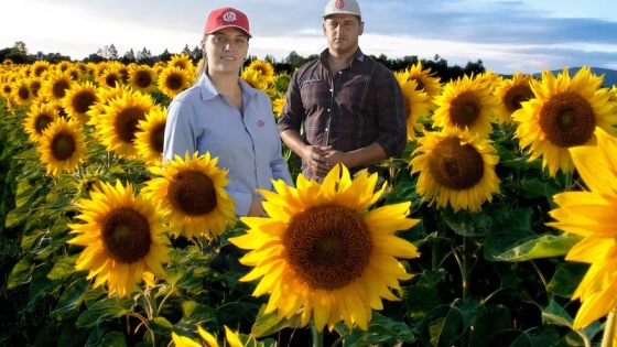 Limagrain presenta un híbrido de girasol tolerante a phomopsis para la campaña 2025