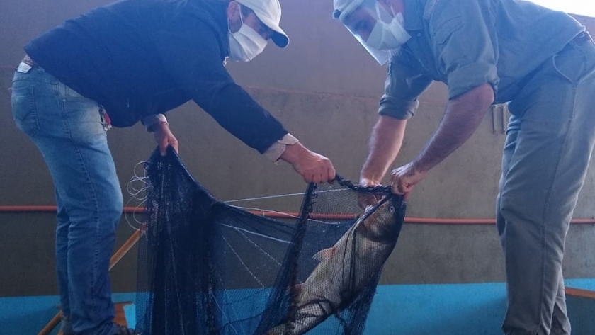 Con la Semana Santa comenzó la cosecha de peces en Misiones
