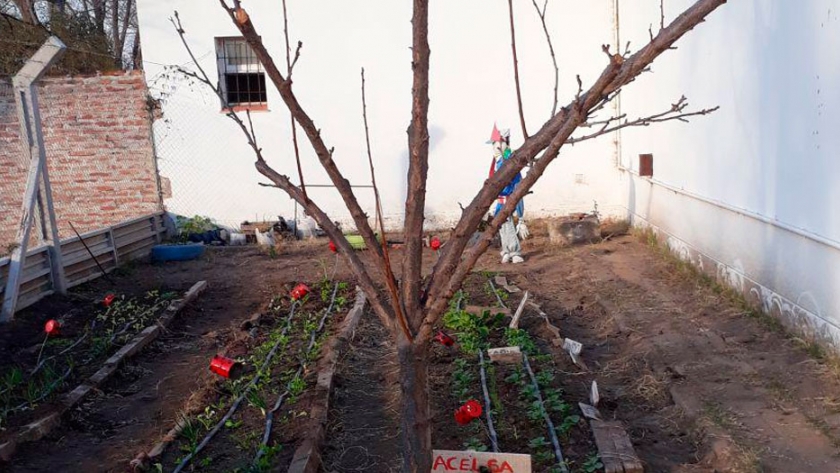 Frutales en tu huerta