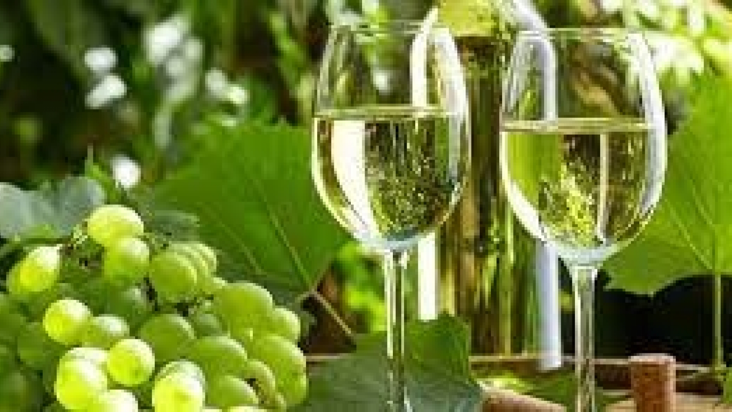 Torrontés, el vino blanco argentino que conquista el mundo desde el norte