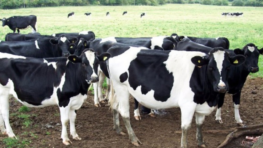 Estímulo oficial para el desarrollo y saneamiento de los tambos de la agricultura familiar