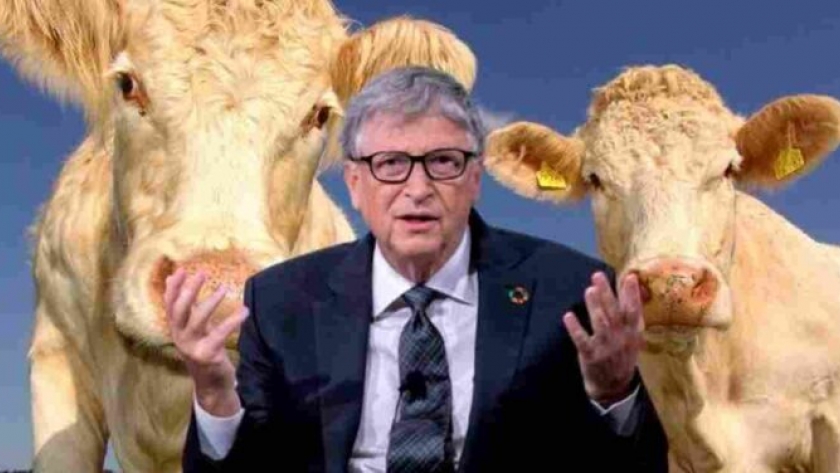 Apuesta millonaria de Bill Gates para revolucionar la ganadería
