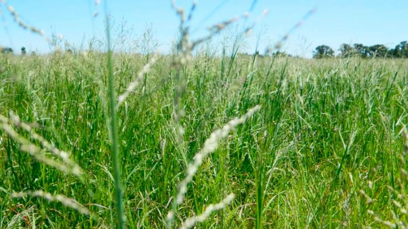 El INTA recomienda el uso de plantas perennes