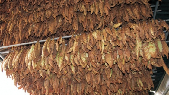 Misiones logra acopio récord de tabaco Burley