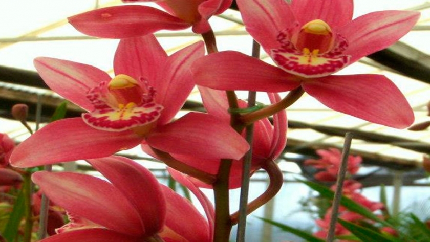 Argentina: Producción de orquídeas en Moreno, provincia Buenos Aires