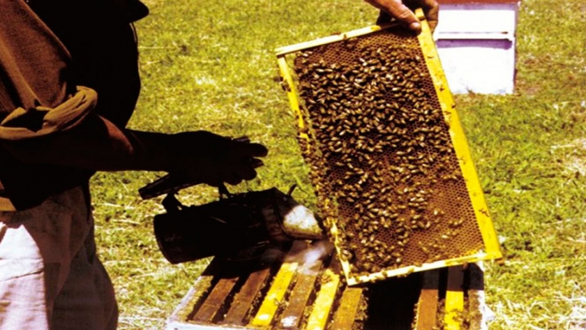 Abejas bonaerenses polinizan cultivos de arándanos en Tucumán