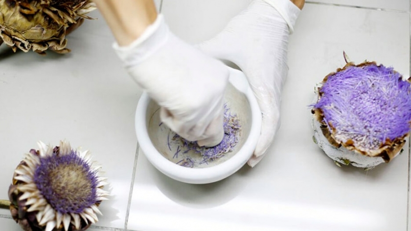 La UNLP elaboró quesos con un coagulante natural proveniente de flores de alcaucil