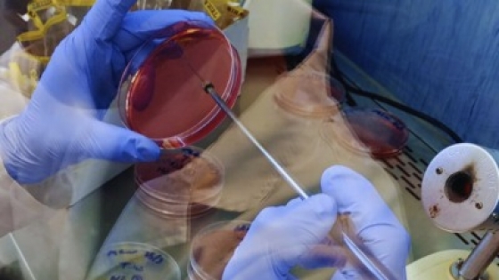 El INTA refuerza el control sanitario avícola con la incorporación de su laboratorio a la red nacional del SENASA