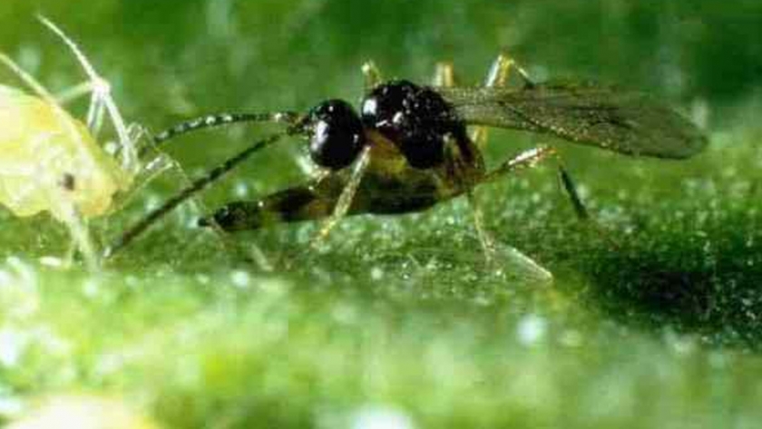 Biólogos descubren una nueva especie de avispa parasitoide en el Perú