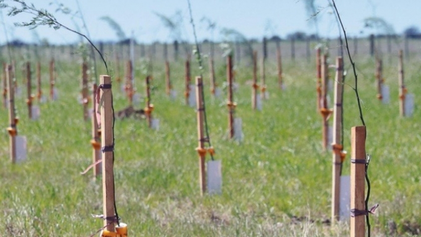 Villarino recibe reconocimiento internacional por su compromiso en acción climática