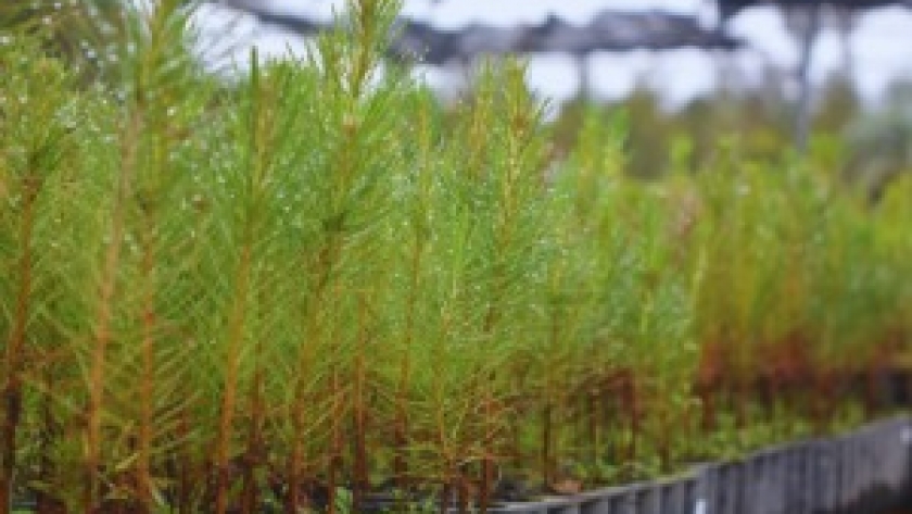 Desde INTA impulsan la conservación de recursos genéticos para la producción de resina