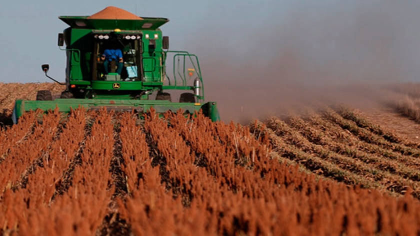Luego de recolectar el 46,1% del área apta, el rinde medio nacional de sorgo se ubica en 40,9 qq/ha