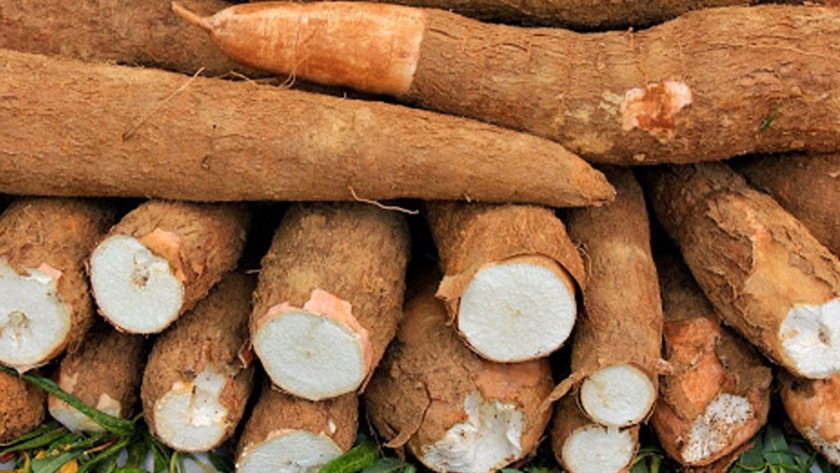 Capacitación virtual sobre el cultivo de mandioca para EFAs y Agrotécnicas