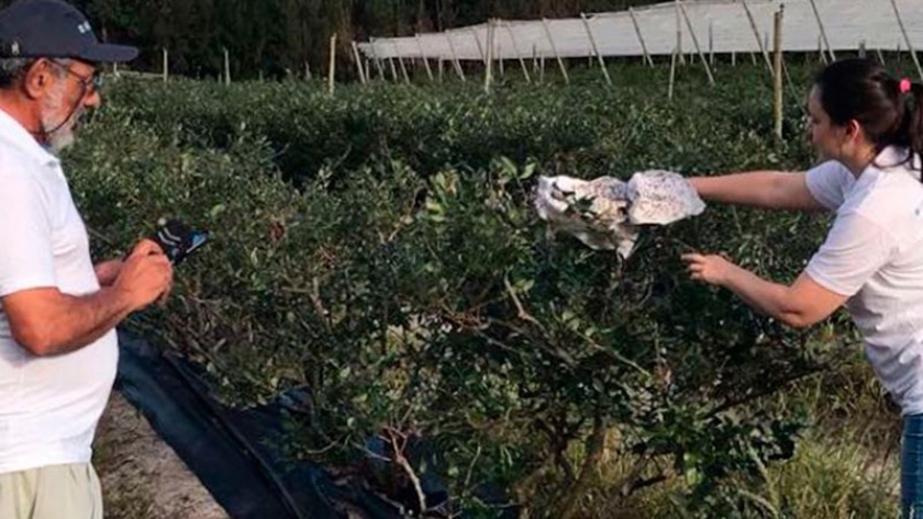 Implementan una nueva técnica de control para erradicar la mosca de la fruta en arándanos