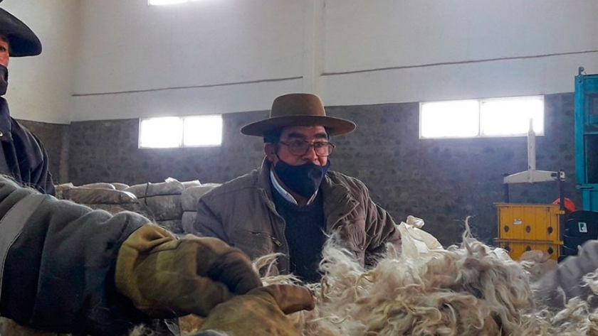 Productores de mohair esperan con optimismo la venta de la fibra
