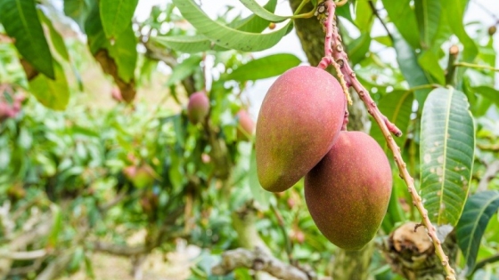 Una empresa india está produciendo cuero hecho a base de pulpa de mango