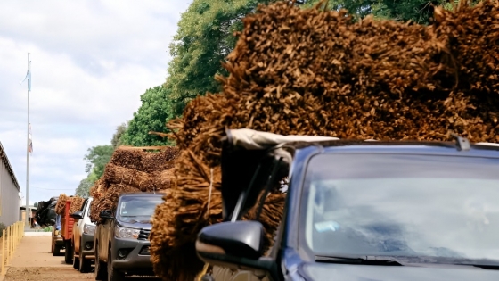 Contrabando de tabaco a Brasil: la crisis en Misiones y la caída del acopio histórico