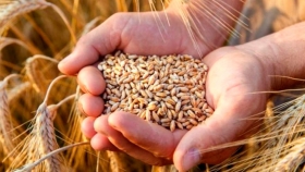 Producción de trigo: la Argentina debe retomar su participación activa en el Mercosur