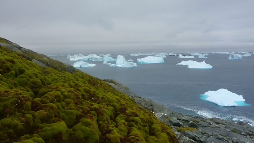 La Antártida se tiñe de verde: el impacto del cambio climático en el continente helado