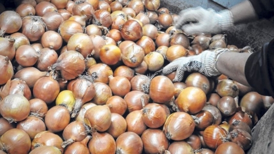 Nueva medida de calidad y sanitaria para exportación de cebolla