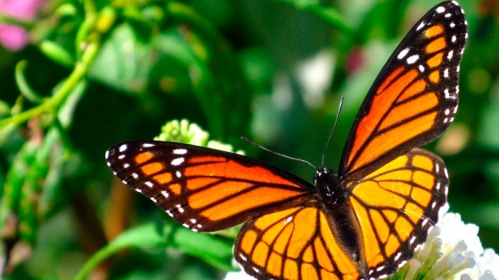 ¿Por qué las mariposas son tan importantes para el mantenimiento de la biodiversidad?