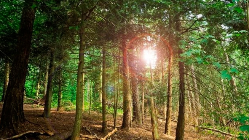 Restaurar los bosques anularía muchas emisiones de CO2