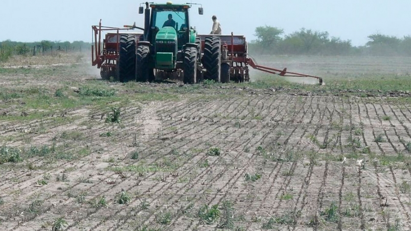 Tras casi una década de derrumbe, el arroz vuelve a crecer en la costa santafesina