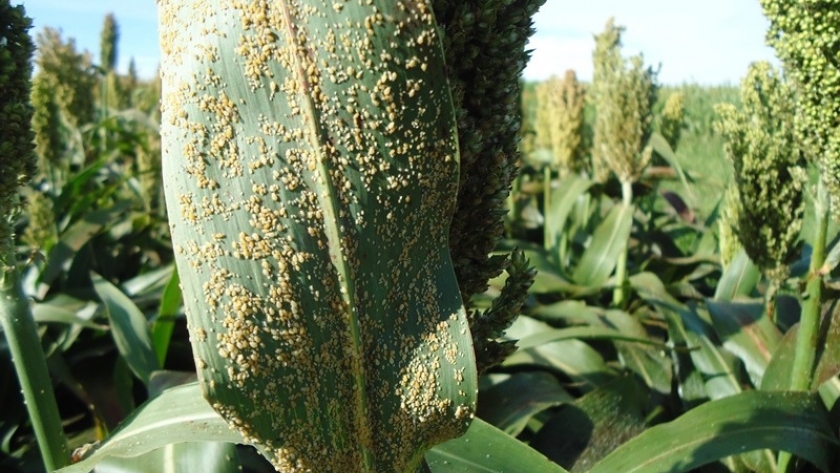 Se declara la emergencia fitosanitaria por la plaga del pulgón amarillo del sorgo