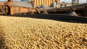 Las exportaciones del complejo oleaginoso crecieron un 52,8% durante el primer semestre