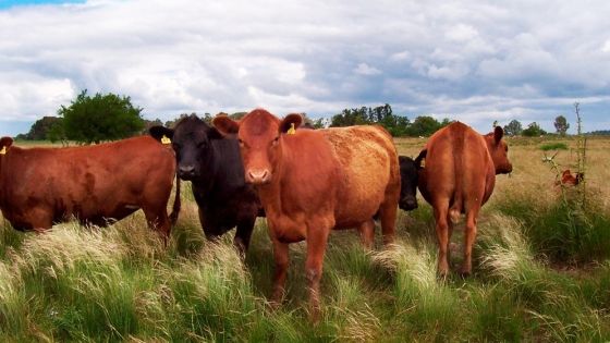 <Investigadora del CONICET lidera la creación de un laboratorio de diagnóstico veterinario orientado para el ganado bovino