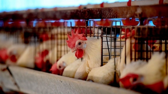 La avicultura genera 22.000 empleos en Entre Ríos