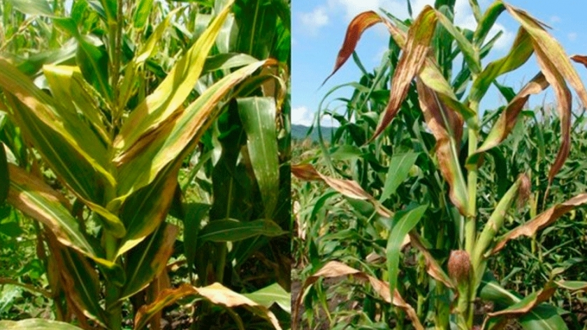 Enfermedades en maíz: atentos a Spiroplasma en la región central y a Mal de Río Cuarto en el norte