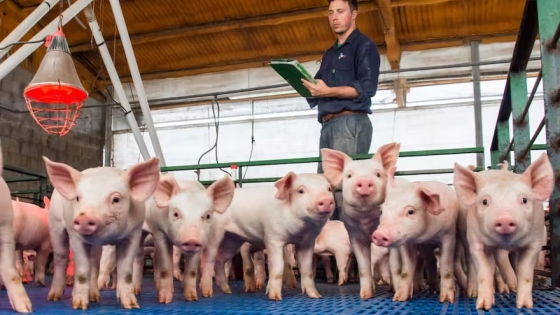 Llegó la hora del asociativismo en la producción porcina: eficiencia y crecimiento compartido