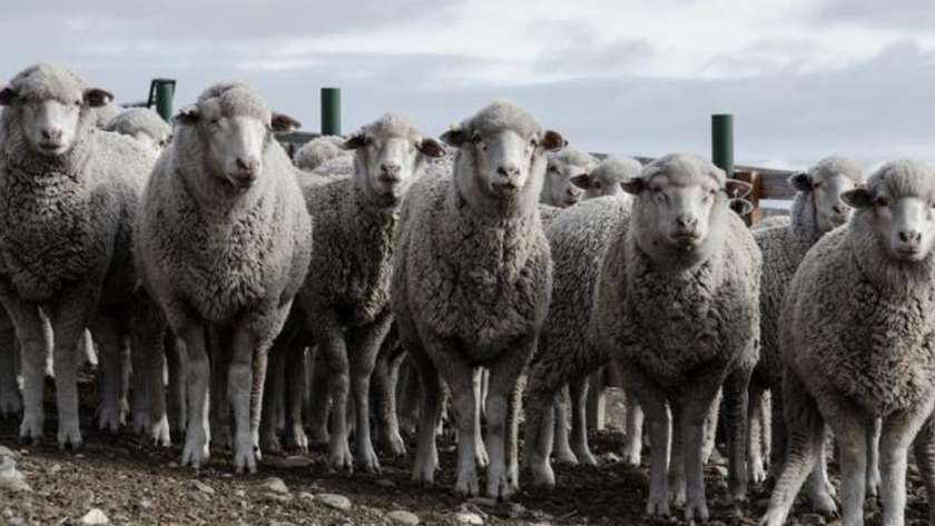 Cuantifican la huella de carbono en la producción de carne y lana de Santa Cruz