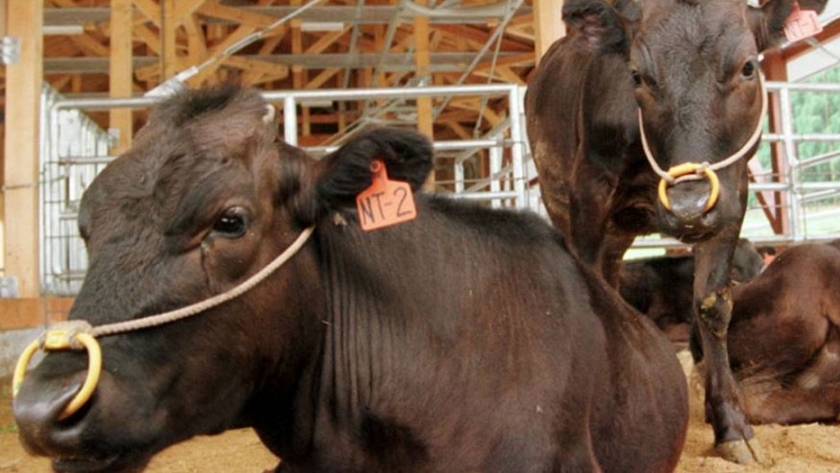 Muere a los 21 años Kaga, la primera vaca clonada del mundo