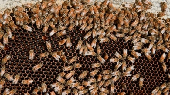 Cooperativa de Taco Ralo presenta logros en proyecto de miel ecológica