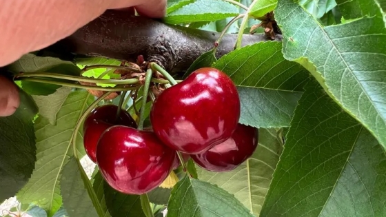 Récord histórico: Argentina importó 1.273 toneladas de cerezas chilenas y el volumen creció 120% en un año